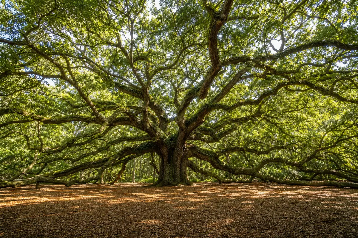 Photoreal Angel Oak tree on Johns Island with sprawling branches in bright daylight