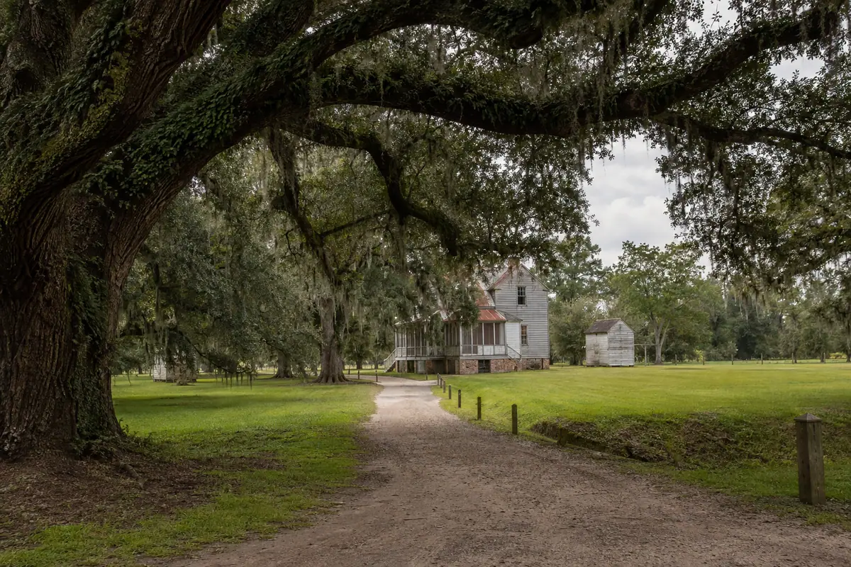 Photoreal live-oak approach at McLeod Plantation Historic Site near Charleston