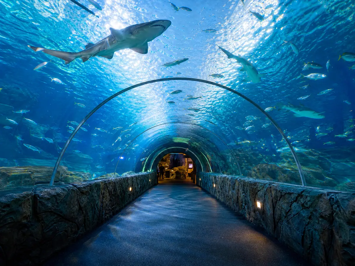 Photoreal Ripley's Aquarium of the Smokies scene in Gatlinburg