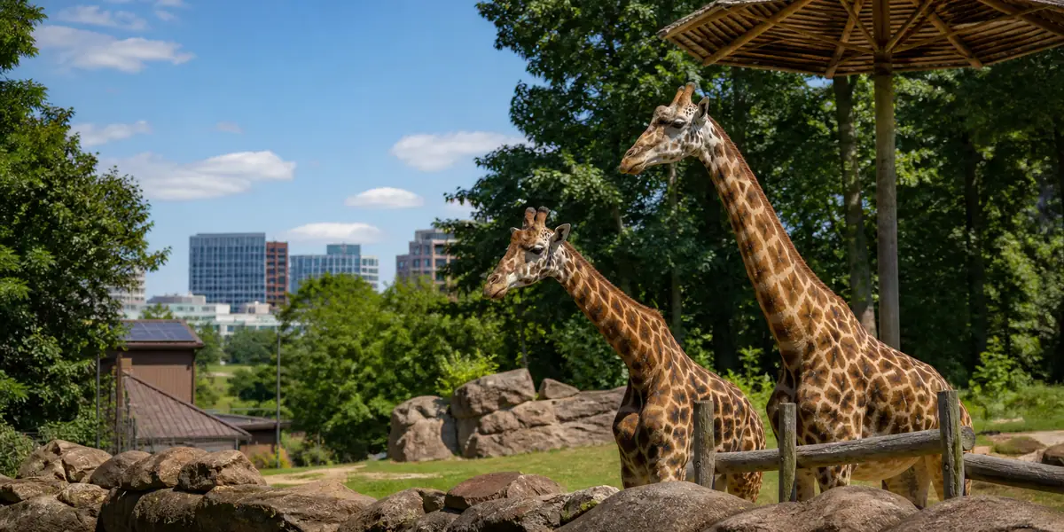 Photoreal view of Greenville Zoo in Greenville, South Carolina