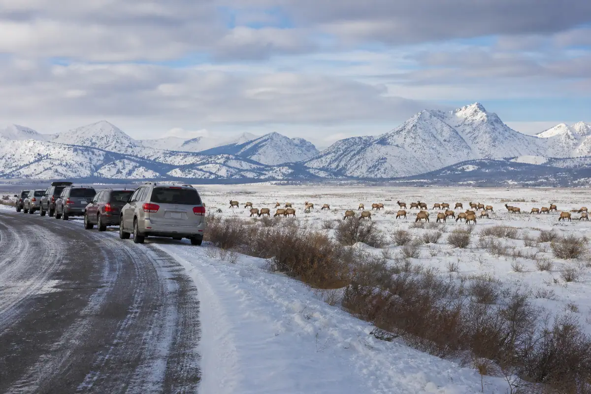 Photorealistic travel-editorial view of National Elk Refuge Wildlife Drive in Jackson, Wyoming