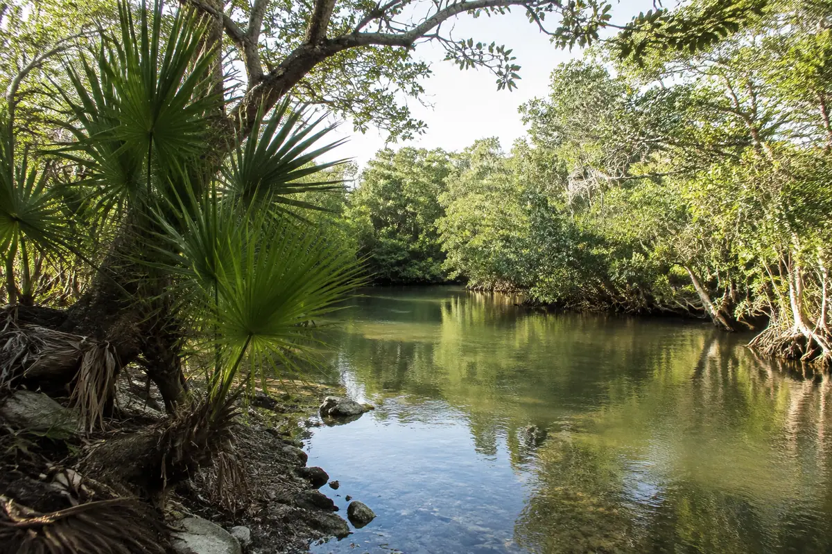 Photoreal mangrove lagoon at Oleta River State Park in Miami