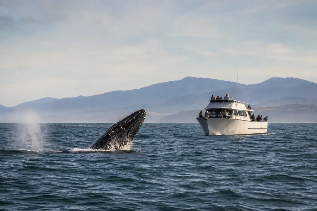 Photoreal Monterey scene at Monterey Whale Watching Cruise