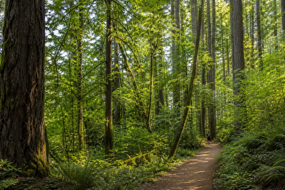 Photoreal view of Forest Park in Portland