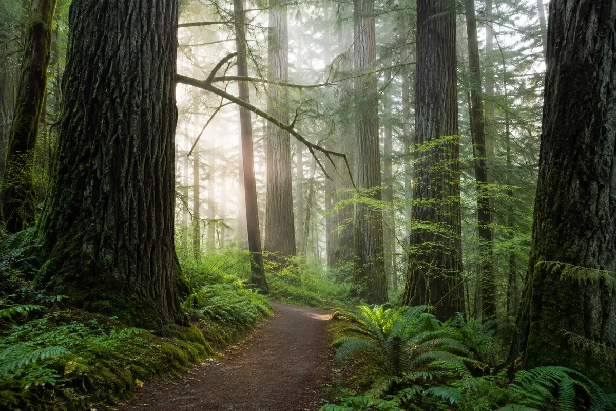 Photoreal forest path at Hoyt Arboretum in Portland